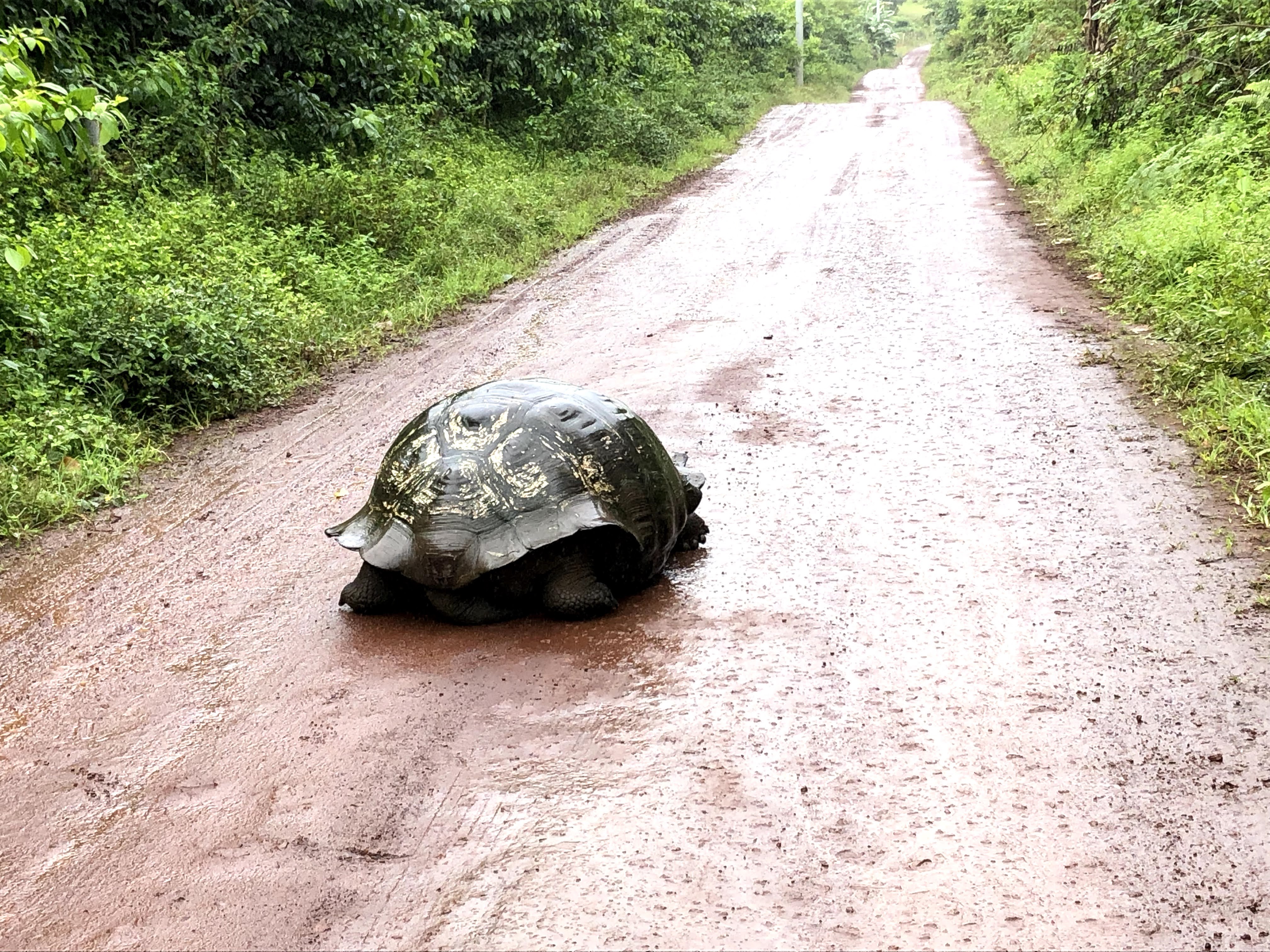 Galapagos tortoise