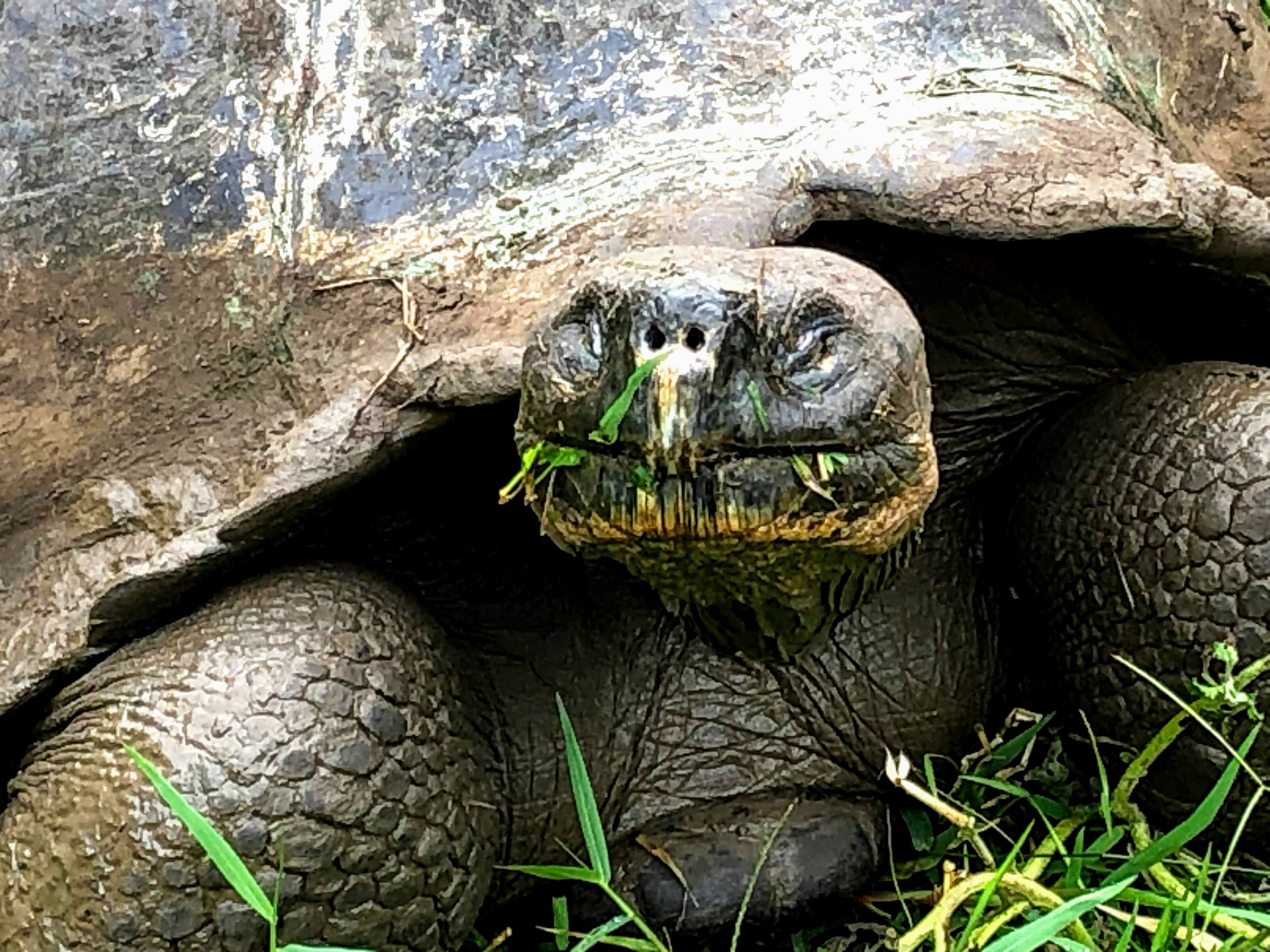 Galapagos tortoise