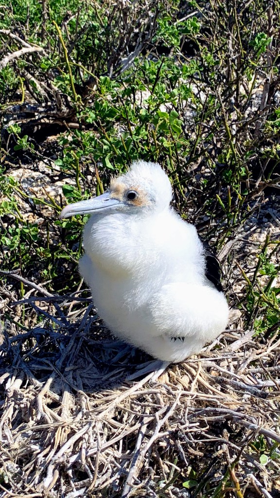 Frigatebird