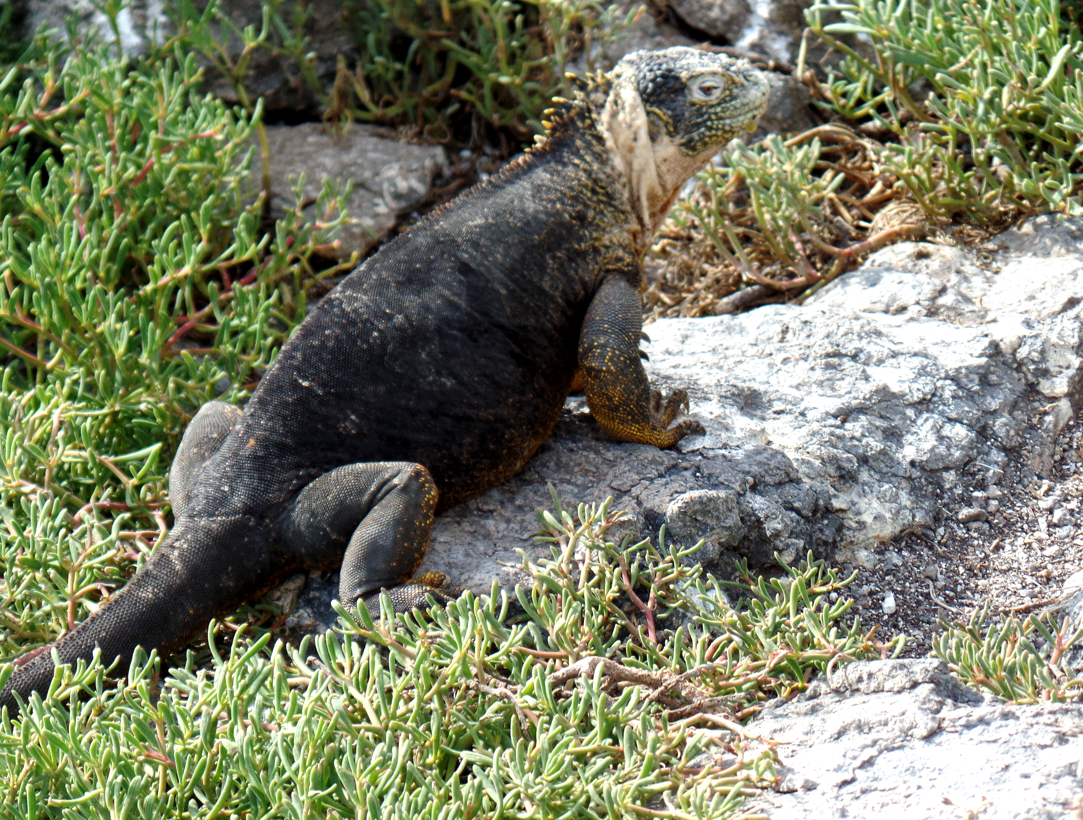 Land iguana