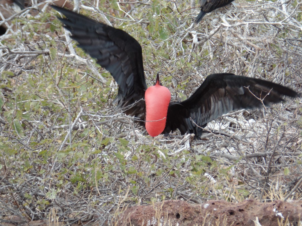 Frigatebird