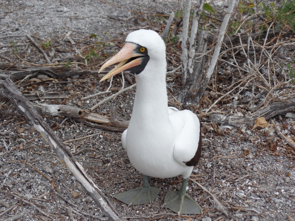 Nazca booby