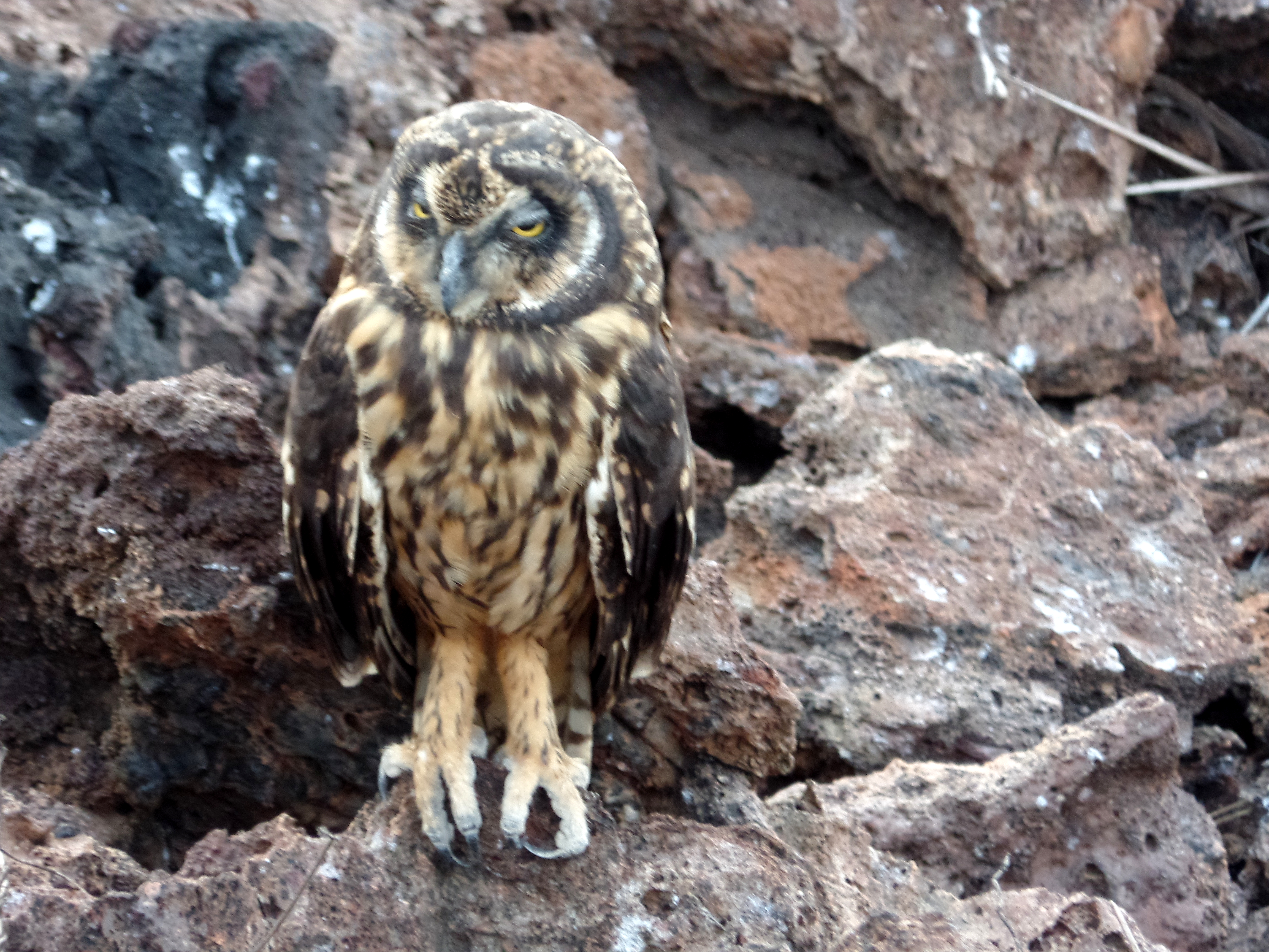 Galapagos short-eared owl
