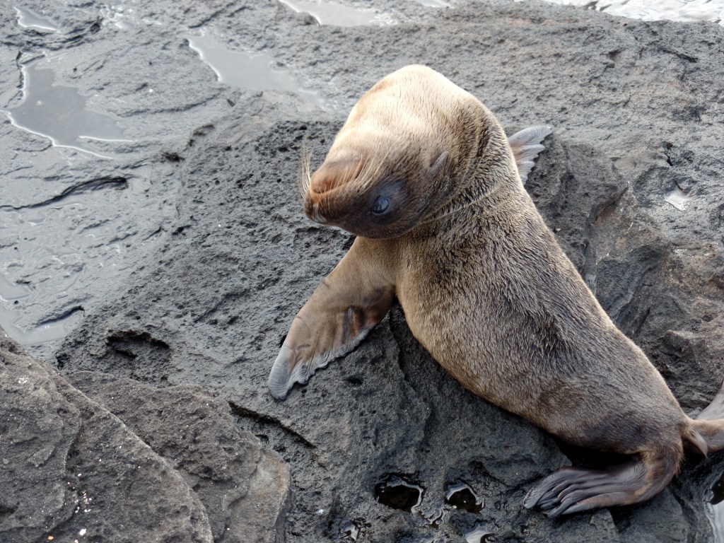 Galapagos sea lion