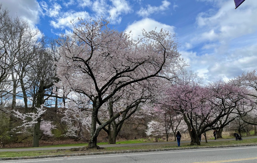 Cherry Blossom trees, Branch Brook Park