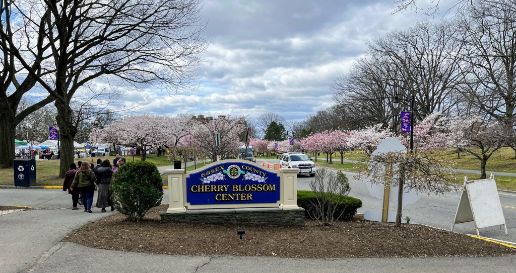 Cherry Blossom trees, Branch Brook Park