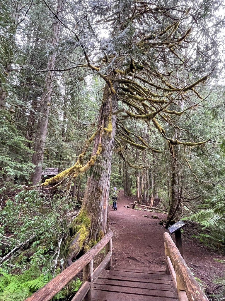 Trail of the Shadows