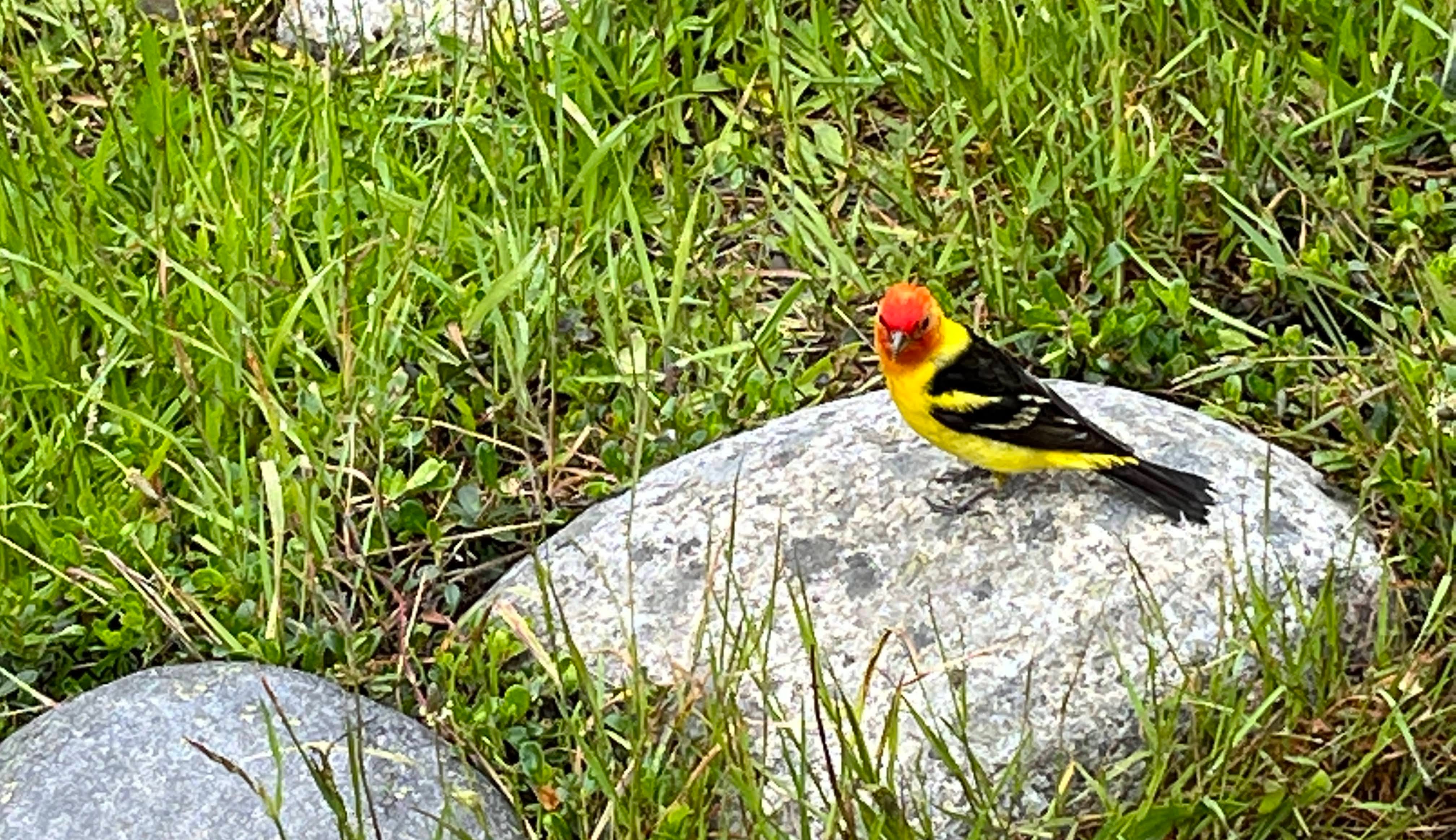 Western Tanager