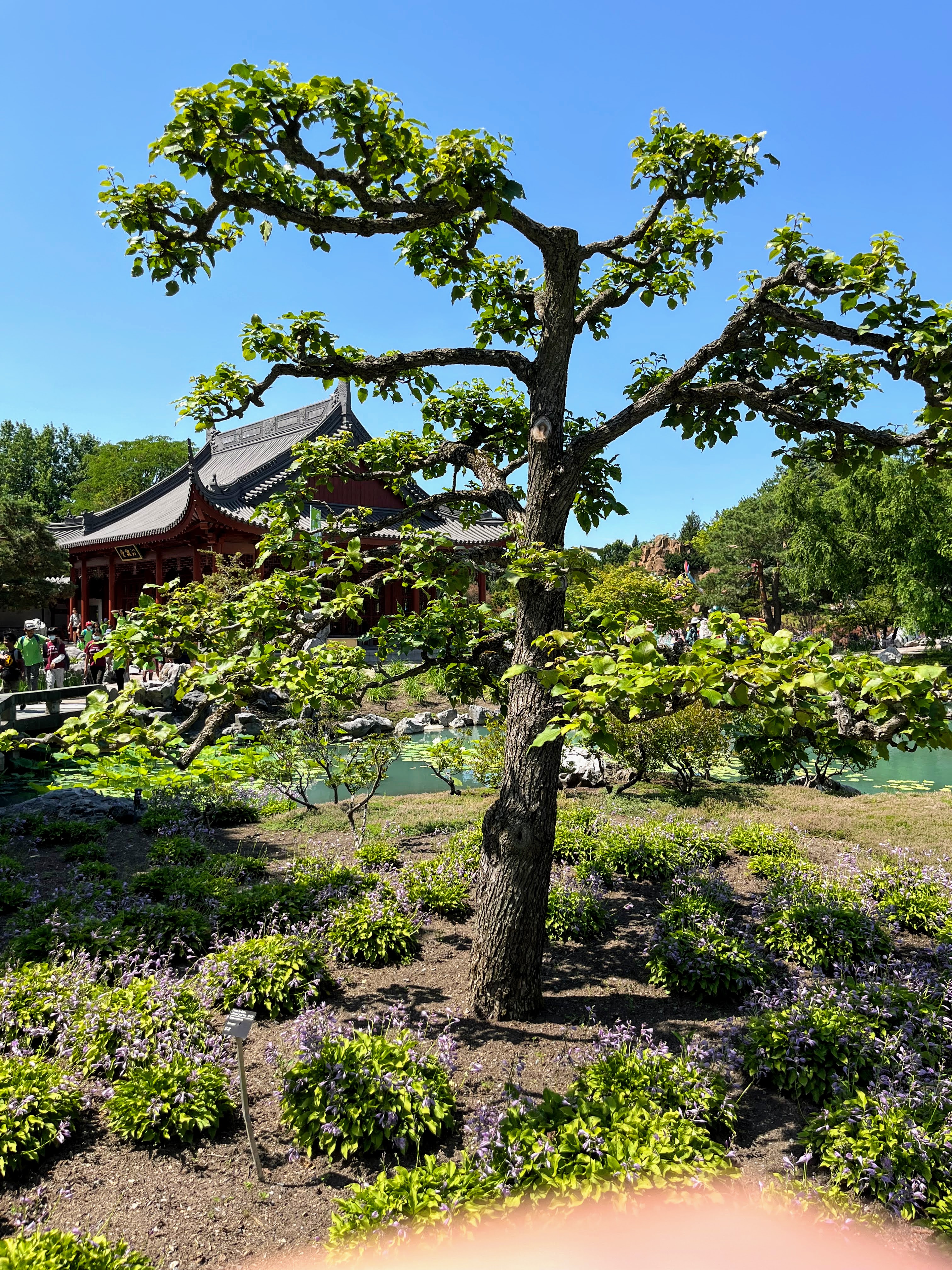 Chinese garden at Montreal Botanical Garden