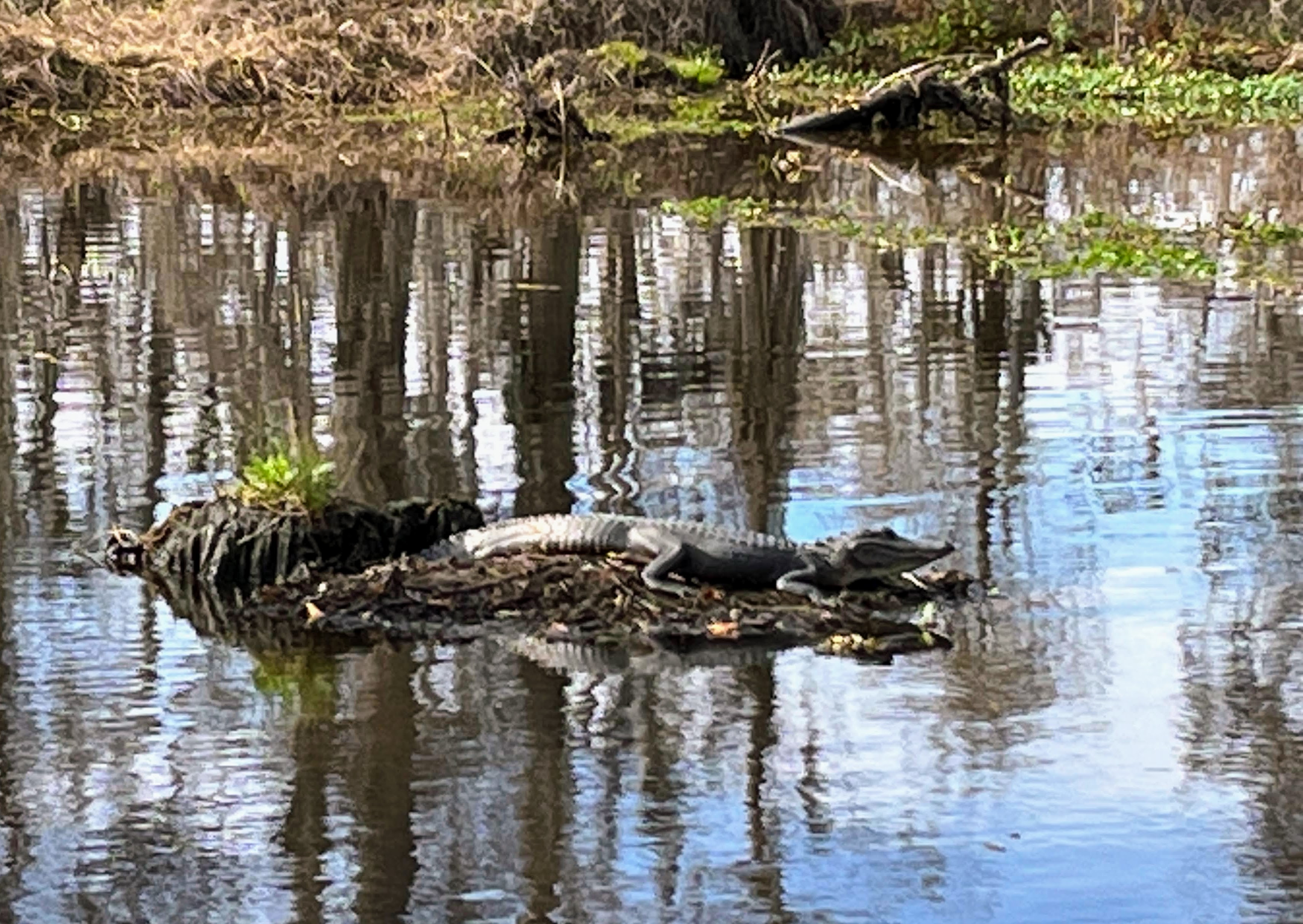 New Orleans swamp tour