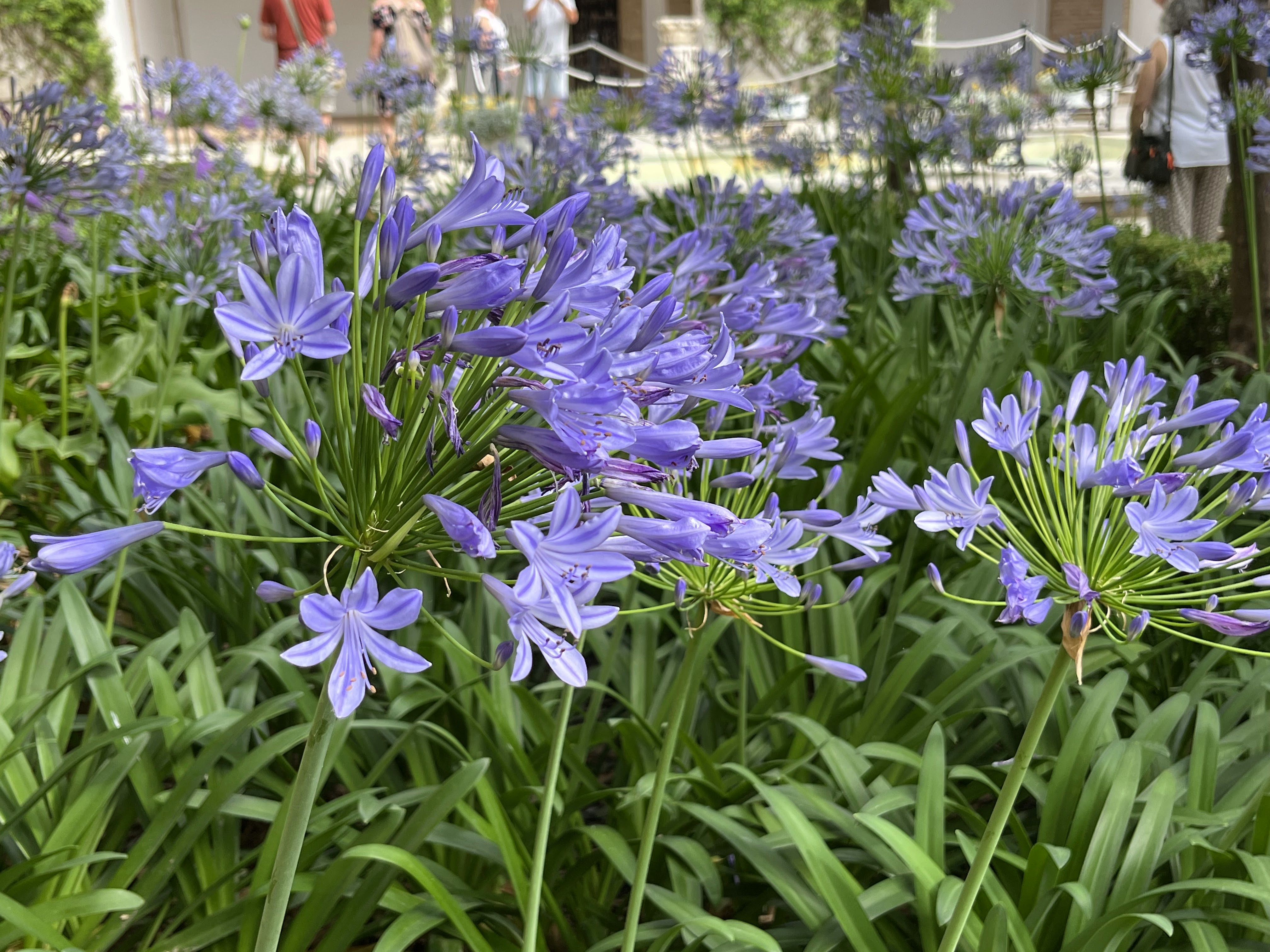 Gardens of La Alcazar