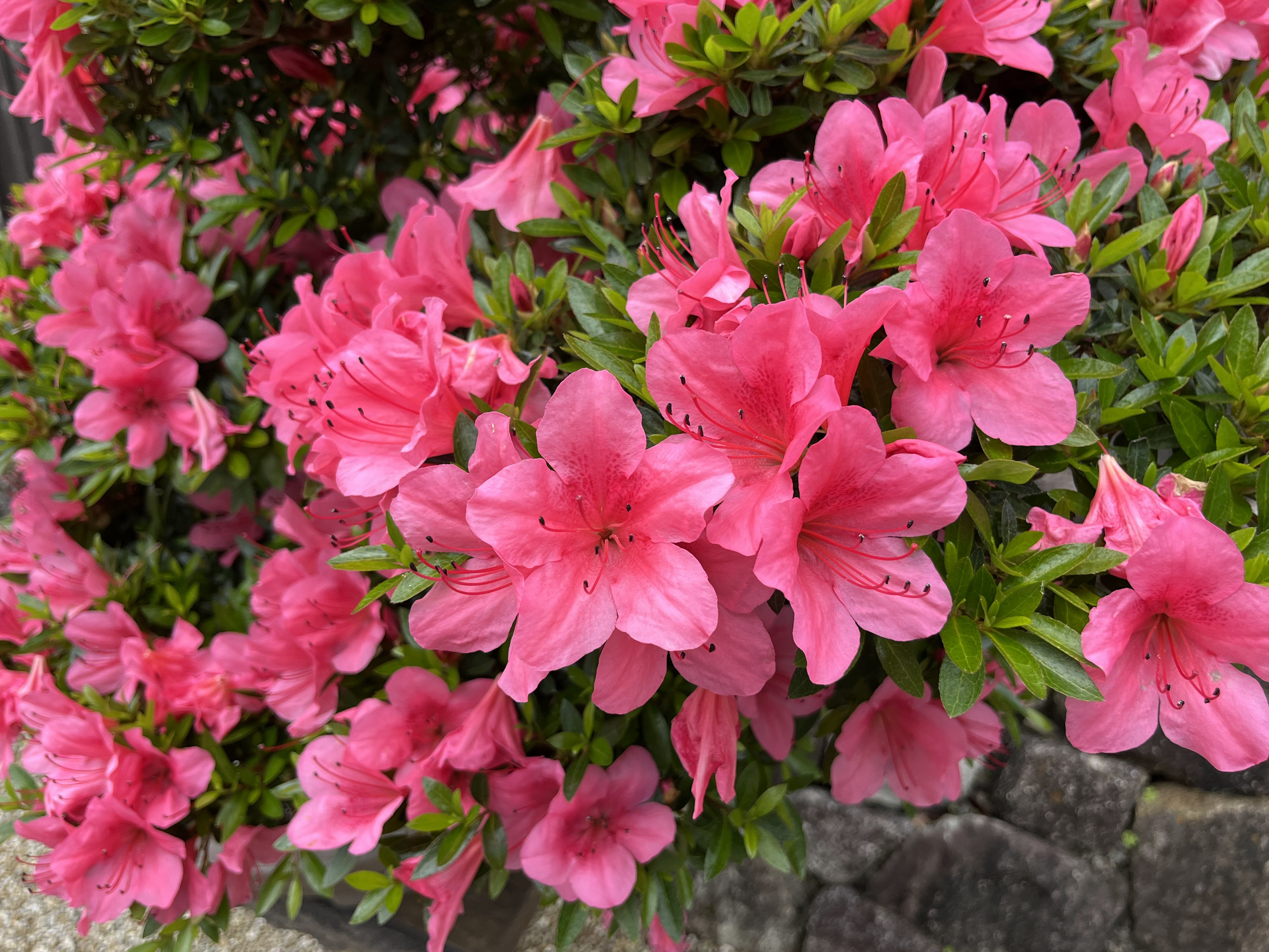 Hoshin-in Bonsai Garden