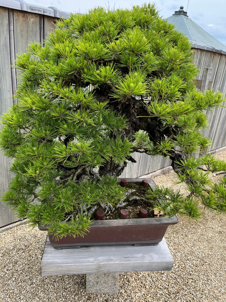 Hoshin-in Bonsai Garden