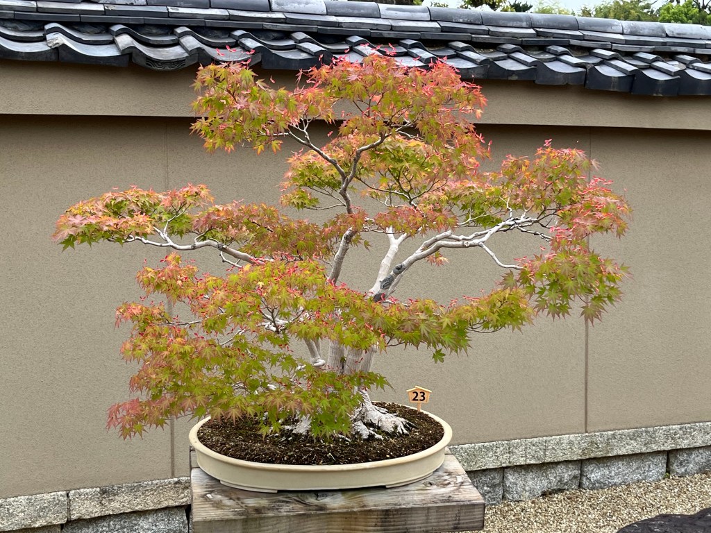Hoshin-in Bonsai Garden