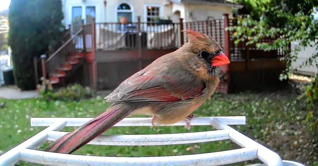 Northern cardinal